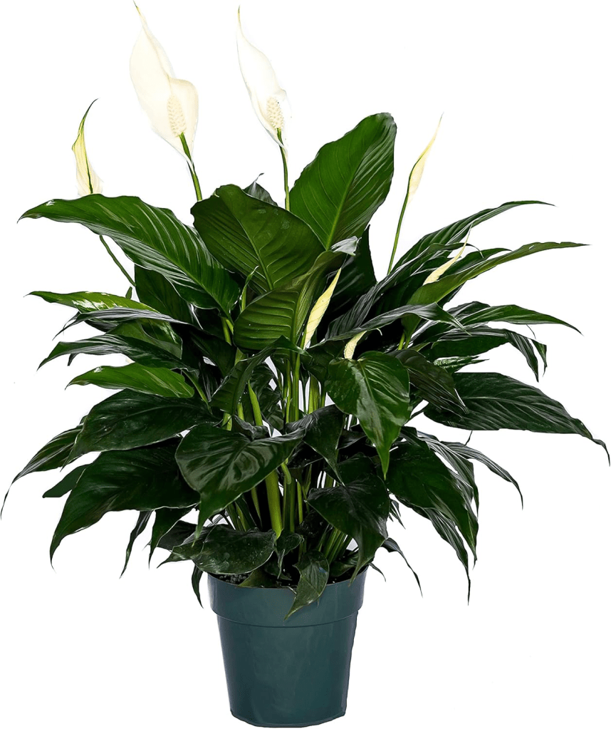 air purifying peace lily plant