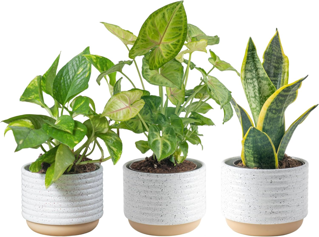 air purifying plant 3-pack